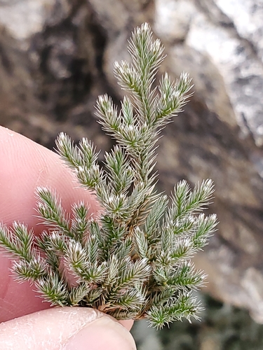 Rockloving spikemoss (Selaginella rupincola)