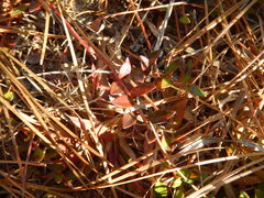 Vaccinium crassifolium