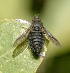 Conophorus nigripennis