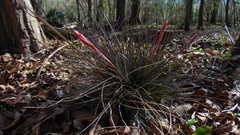 Tillandsia bartramii