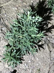 Myoporum parvifolium