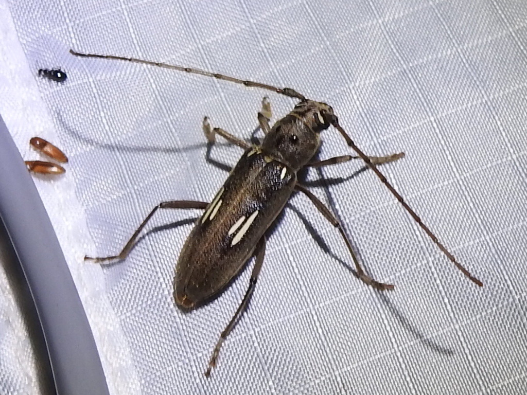 Long-striped Eburia