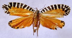 Pseudatteria