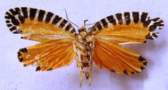 Pseudatteria