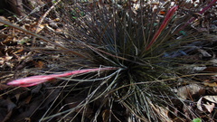 Tillandsia bartramii