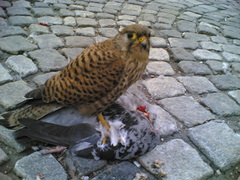 Falco tinnunculus