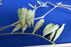 Coursetia grandiflora