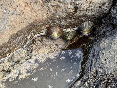Cellana sandwicensis