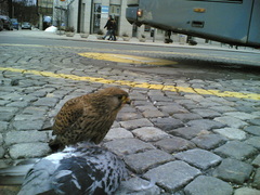 Falco tinnunculus