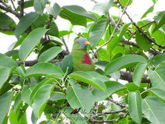 Claret-Breasted Fruit-Dove photo 3