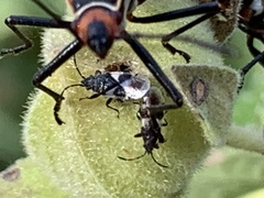 Oxycarenus luctuosus