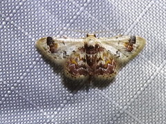 Idaea asceta