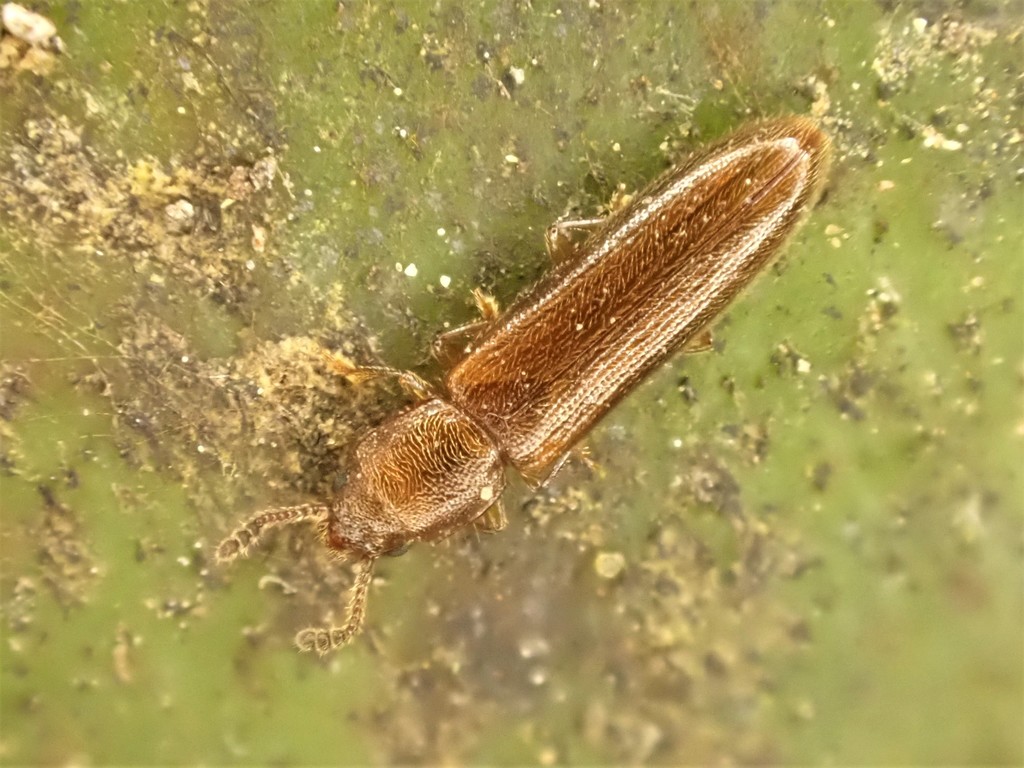 Hapalips prolixus