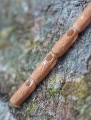 Planososibia