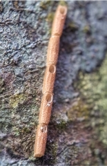 Planososibia