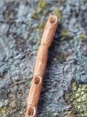 Planososibia