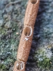Planososibia