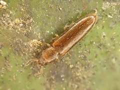 Hapalips prolixus