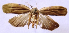 Urodidae