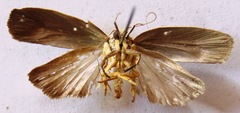 Urodidae