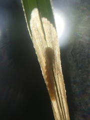 Cosmopterix attenuatella