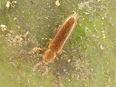 Hapalips prolixus