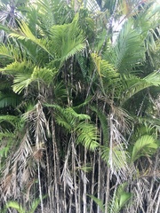 Bactris major