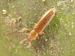 Hapalips prolixus