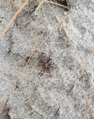 Scotophaeus pretiosus