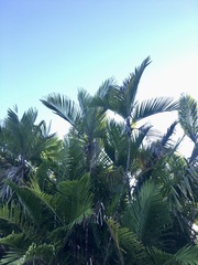 Bactris major