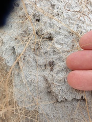 Scotophaeus pretiosus