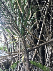 Bactris major