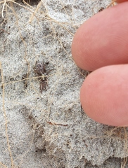 Scotophaeus pretiosus