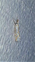 Hednota pleniferellus