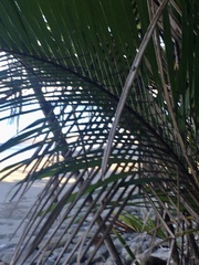 Bactris major