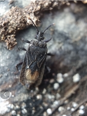 Brachyrhynchus membranaceus