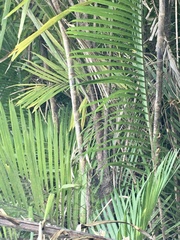 Bactris major