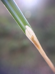 Cosmopterix attenuatella