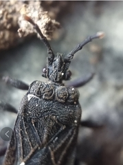 Brachyrhynchus membranaceus