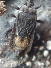 Brachyrhynchus membranaceus