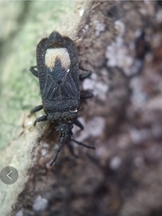 Brachyrhynchus membranaceus