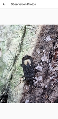 Brachyrhynchus membranaceus