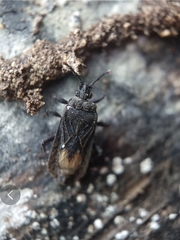 Brachyrhynchus membranaceus