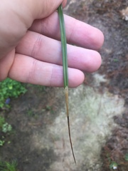 Cosmopterix attenuatella