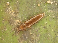 Hapalips prolixus