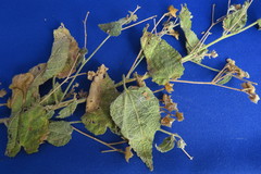 Pseudabutilon