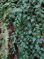 Archibaccharis intermedia