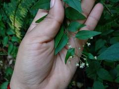 Archibaccharis intermedia