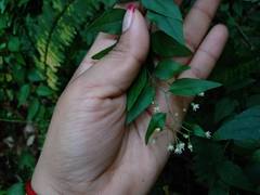 Archibaccharis intermedia