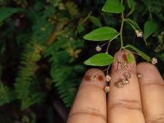 Archibaccharis intermedia